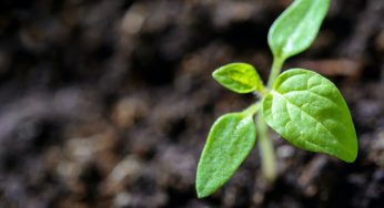 Día Mundial del Medio Ambiente: cómo cuidar al planeta desde casa