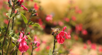 Día Mundial de las Abejas: Consejos para construir un jardín polinizador de bajo requerimiento hídrico