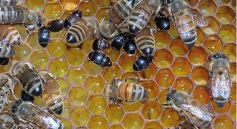 SAG refuerza medidas de vigilancia tras la detección en Bolivia de grave plaga que afecta a las abejas