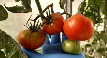 Conozca los tomates resistentes a sequía y salinidad