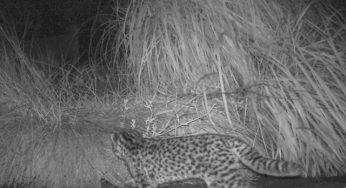 Aparición de gato huiña sorprendió al equipo veterinario de Parque Tricao