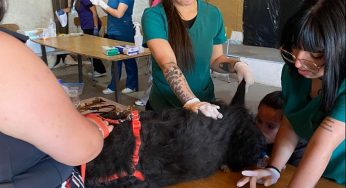 Futuros Técnicos Veterinarios y Pecuarios de Duoc UC Sede Valparaíso pusieron sus conocimientos y corazón en operativo sanitario que benefició a 100 mascotas y vecinos de Limache