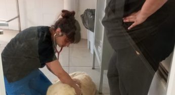 UDLA ofrece atención gratuita a animales afectados por los incendios y habilita su Sede Viña del Mar como centro de acopio
