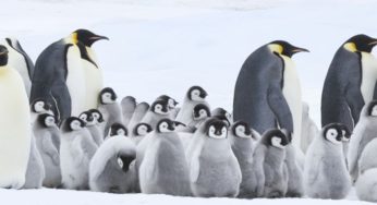 Centro de Extensión Duoc UC Sede Valparaíso presentará este jueves la Película “La marcha de los pingüinos”