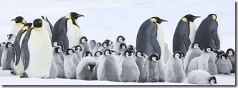 7 la-marcha-de-los-pinguinos-2-2018 (1)