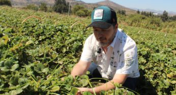 Desarrollarán tecnología basada en cepas de levadura