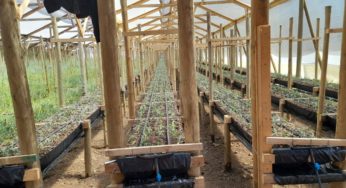 Gobierno Regional de Valparaíso e INIA lanzan proyecto de flores de corte hidropónicas en Longotoma