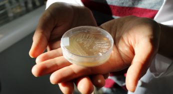 Descubren en Valparaíso nuevo tipo de bacteria marina con potencial antibiótico