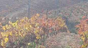 INIA La Cruz e INFOR presentarán estudio sobre Alimentos Libres de Deforestación en la Región de Valparaíso