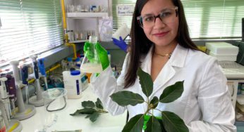 Estudiante de Ingeniería Civil Ambiental desarrolla modelo de descontaminación de herbicidas con bacterias aplicadas en hojas de palto