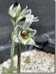 Orquídea disoides bletioides