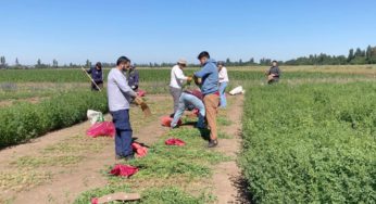 INIA y estudiantes evaluaron 630 parcelas de alfalfa tolerante a la sequía