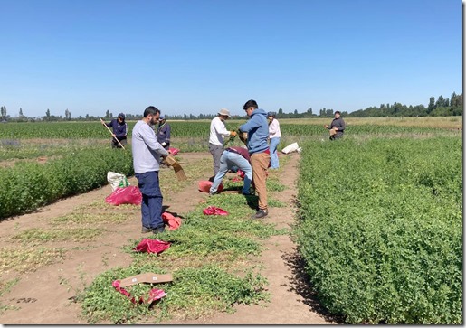 Estudiantes y expertos se unen para evaluar 630 parcelas de alfalfa  