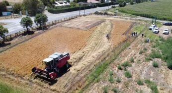 Kauke: la primera trilla de alfalfa chilena marca un hito en la producción forrajera